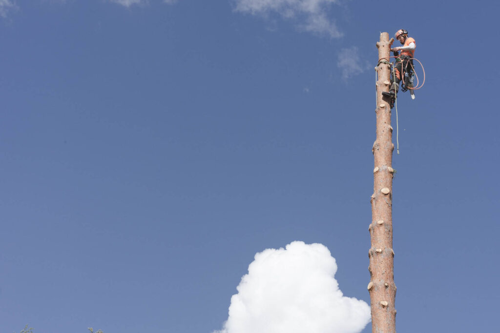 san diego arborist