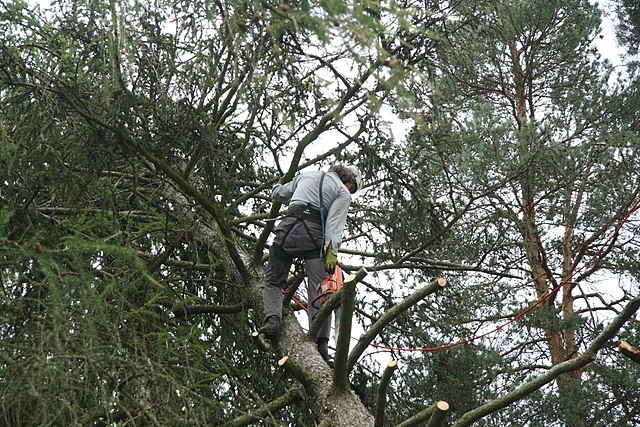 arborist-in-san-diego