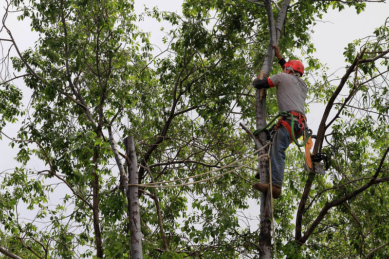 arborist-in-san-diego